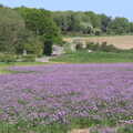 A field of purple near Crossing Road in Palgrave, The BSCC at Rushall, South Lopham and Redgrave - 25th May 2023