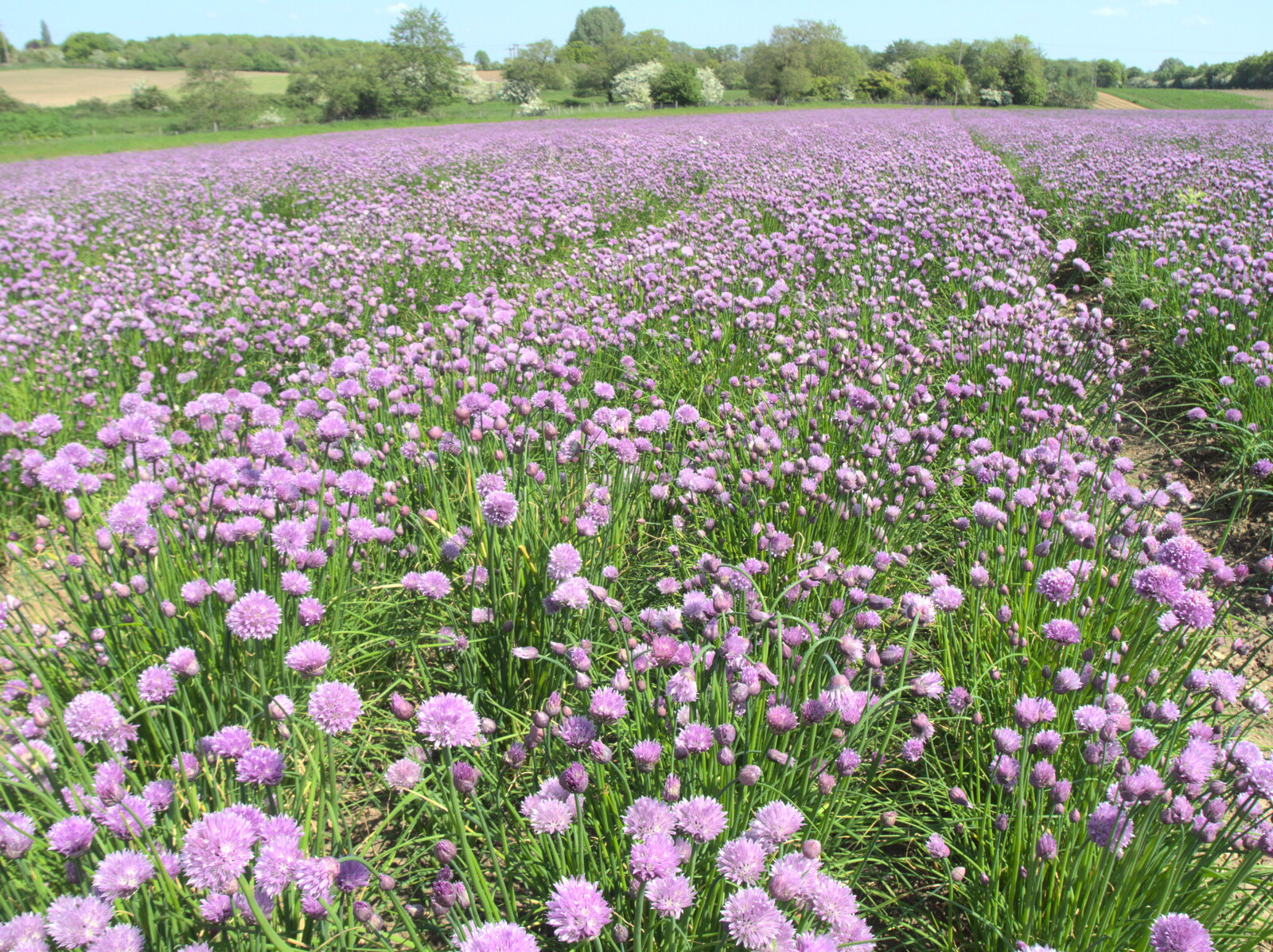 Chives in full purple bloom from The BSCC at Rushall, South Lopham and Redgrave - 25th May 2023