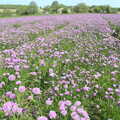 Chives in full purple bloom, The BSCC at Rushall, South Lopham and Redgrave - 25th May 2023