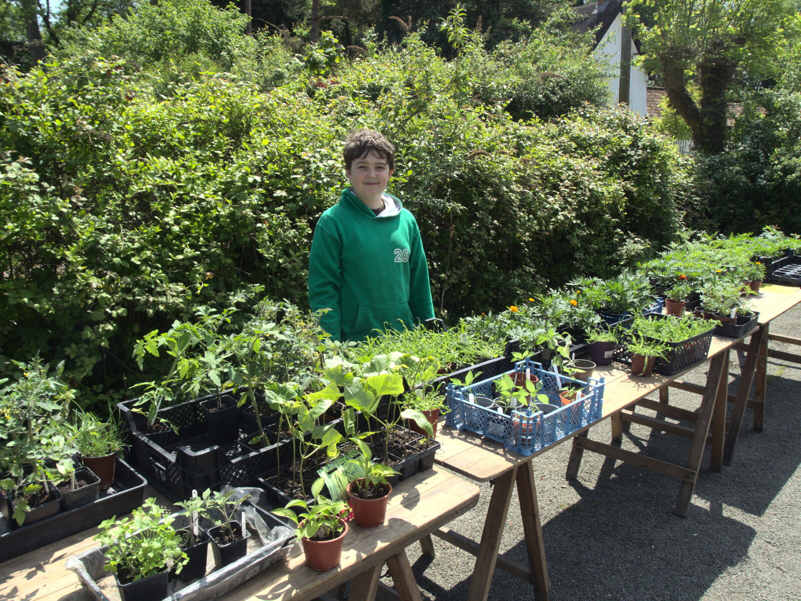 Fred sells off a few of our peppers and chillis from The BSCC at Rushall, South Lopham and Redgrave - 25th May 2023