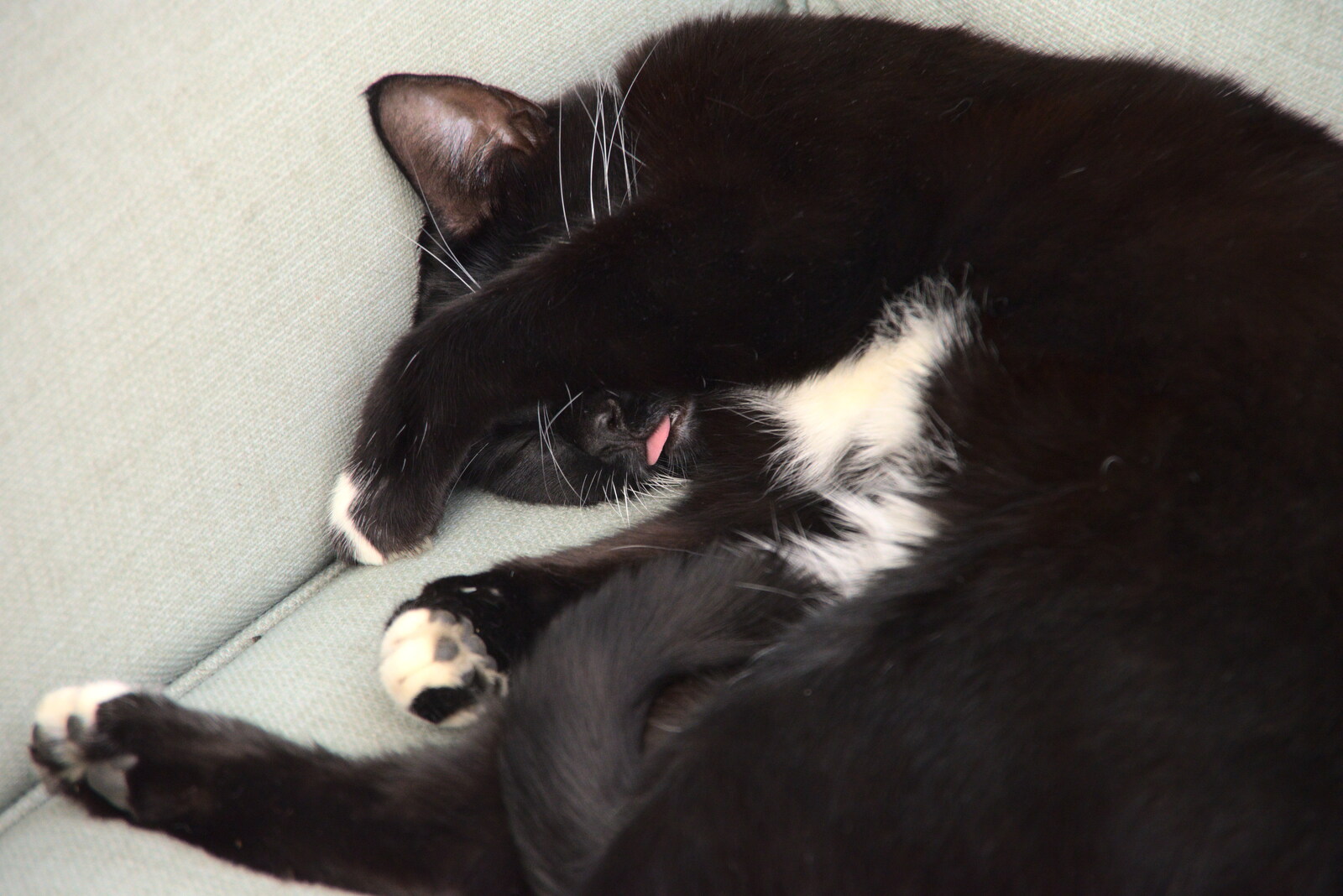 Molly - Tiny Cat - sleeps with her tongue out from The BSCC at Rushall, South Lopham and Redgrave - 25th May 2023