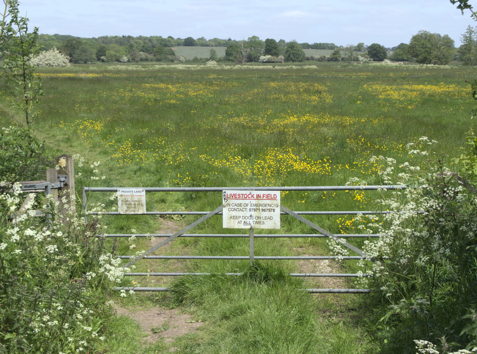 A watermeadow in flower from A Quest for the Fabled Swimming Spot, Hoxne, Suffolk - 29th May 2023
