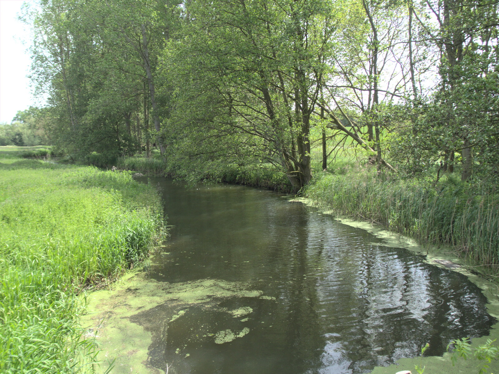 The River Waveney near Hoxne from A Quest for the Fabled Swimming Spot, Hoxne, Suffolk - 29th May 2023