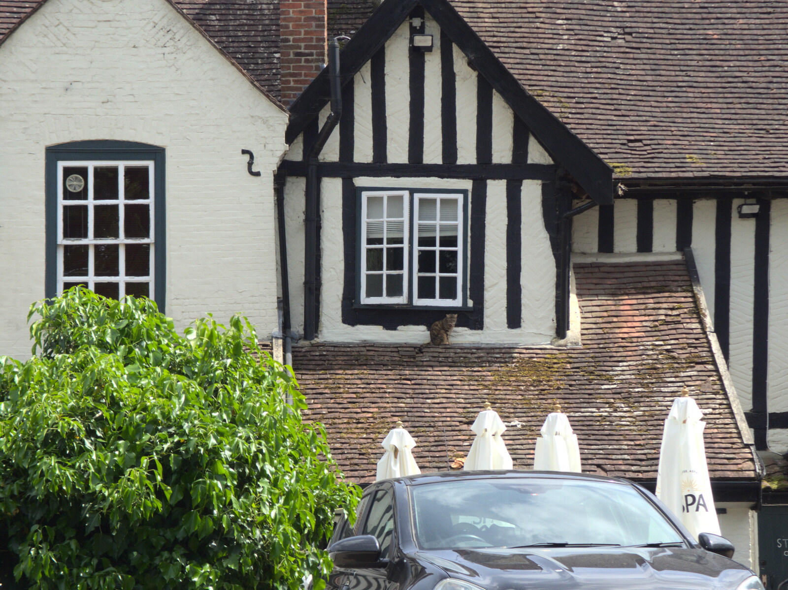 There's a cat on the roof at the Hoxne Swan from A Quest for the Fabled Swimming Spot, Hoxne, Suffolk - 29th May 2023
