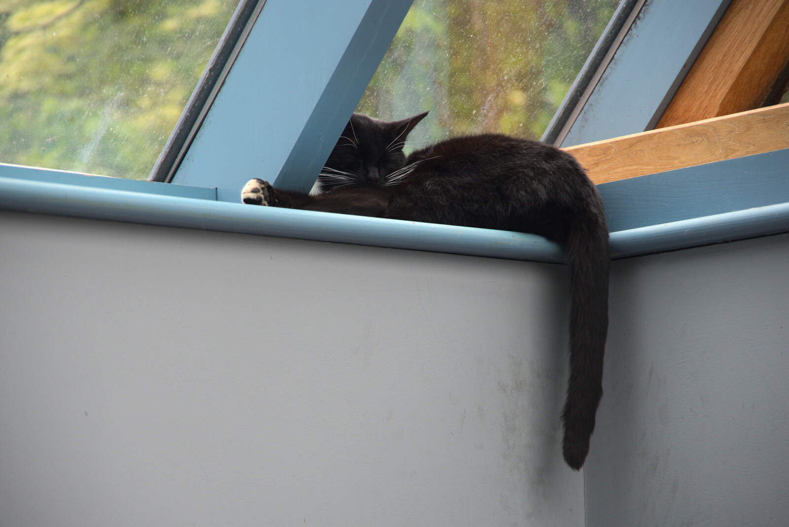 Molly - Tiny Cat - is in her favourite spot from A Quest for the Fabled Swimming Spot, Hoxne, Suffolk - 29th May 2023