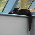 Molly - Tiny Cat - is in her favourite spot, A Quest for the Fabled Swimming Spot, Hoxne, Suffolk - 29th May 2023
