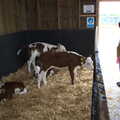 We visit some cute calves, The Suffolk Youth Wind Orchestra at the Suffolk Show, Trinity Park - 1st June 2023