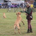 A gun dog bounces around, The Suffolk Youth Wind Orchestra at the Suffolk Show, Trinity Park - 1st June 2023