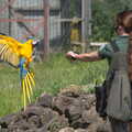 A blue macaw comes in to land, Banham Zoo's Bird Display, Banham, Norfolk - 4th June 2023