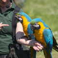 The pair of blue macaws perch on an arm, Banham Zoo's Bird Display, Banham, Norfolk - 4th June 2023
