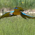 A macaw flies around, Banham Zoo's Bird Display, Banham, Norfolk - 4th June 2023