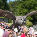 The grey owl flies low over the crowd, Banham Zoo's Bird Display, Banham, Norfolk - 4th June 2023