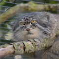 The 'Floofy Chunk' Pallas's Cat gives the eyeball, Banham Zoo's Bird Display, Banham, Norfolk - 4th June 2023