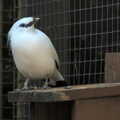 Another bird gives us a look, Banham Zoo's Bird Display, Banham, Norfolk - 4th June 2023