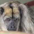 A sad monkey, Banham Zoo's Bird Display, Banham, Norfolk - 4th June 2023