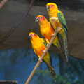 Three Little (colourful) Birds, Banham Zoo's Bird Display, Banham, Norfolk - 4th June 2023