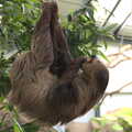 The remaining sloth has something to eat, Banham Zoo's Bird Display, Banham, Norfolk - 4th June 2023