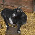 We visit the goat barn, Banham Zoo's Bird Display, Banham, Norfolk - 4th June 2023