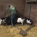 It's feeding time for the goats, Banham Zoo's Bird Display, Banham, Norfolk - 4th June 2023