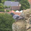 A pigeon perches on the top of the castle, Orford Castle and Ipswich Injections, Suffolk  - 18th June 2023