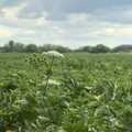 Cow parsley in a field of beans, The GSB and Ron's Retirement, and Dog Sitting in Braisworth, Suffolk - 1st July 2023