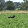 Peppa boings out of the sugarbeet, The GSB and Ron's Retirement, and Dog Sitting in Braisworth, Suffolk - 1st July 2023