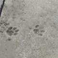 One of the cats has left pawprints in the concrete, BSCC Rides and the Village Fete, Brome, Suffolk - 8th July 2023