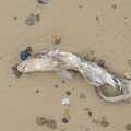 There's a dead dogfish or mini shark on the beach, The Destruction of Mrs T's Chipper, Blackshore, Southwold - 9th July 2023