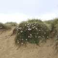 There are some nice lilac flowers in the dunes, The Destruction of Mrs T's Chipper, Blackshore, Southwold - 9th July 2023