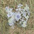 Some sea-thistle is in flower, The Destruction of Mrs T's Chipper, Blackshore, Southwold - 9th July 2023