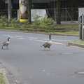Some geese cross the road on Haroldstraße, A Walk To The Rheinturm, Düsseldorf, Germany - 29th July 2023