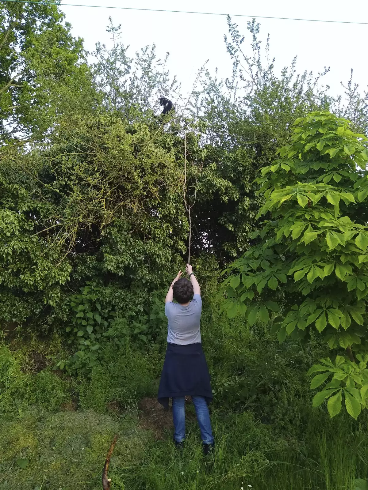 Fred tries to help down a cat up a tree, from National Grid Pylon Upgrades, Thrandeston, Suffolk - 30th July 2023