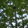 There's a cat high up a tree, National Grid Pylon Upgrades, Thrandeston, Suffolk - 30th July 2023