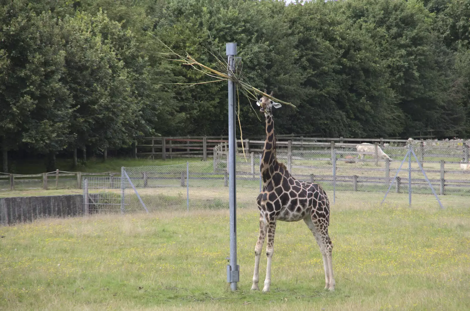 A giraffe shreds up some branches, from Banham Zoo and the Howler Monkeys, Banham, Norfolk - 11th August 2023