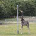 A giraffe shreds up some branches, Banham Zoo and the Howler Monkeys, Banham, Norfolk - 11th August 2023