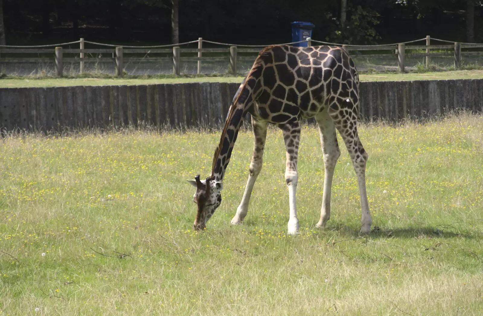 Grazing the grass, from Banham Zoo and the Howler Monkeys, Banham, Norfolk - 11th August 2023