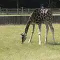 Grazing the grass, Banham Zoo and the Howler Monkeys, Banham, Norfolk - 11th August 2023