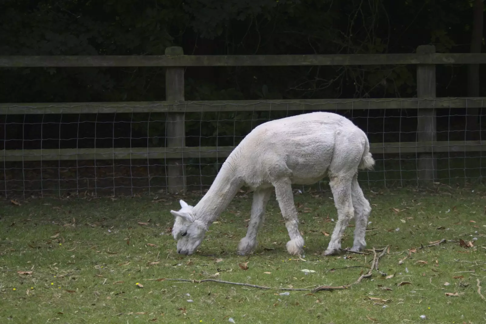 A llama has had a close shave, from Banham Zoo and the Howler Monkeys, Banham, Norfolk - 11th August 2023