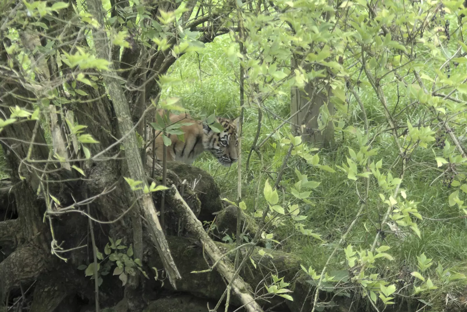 The first sight of one of the new tiger cubs, from Banham Zoo and the Howler Monkeys, Banham, Norfolk - 11th August 2023