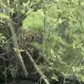 The first sight of one of the new tiger cubs, Banham Zoo and the Howler Monkeys, Banham, Norfolk - 11th August 2023