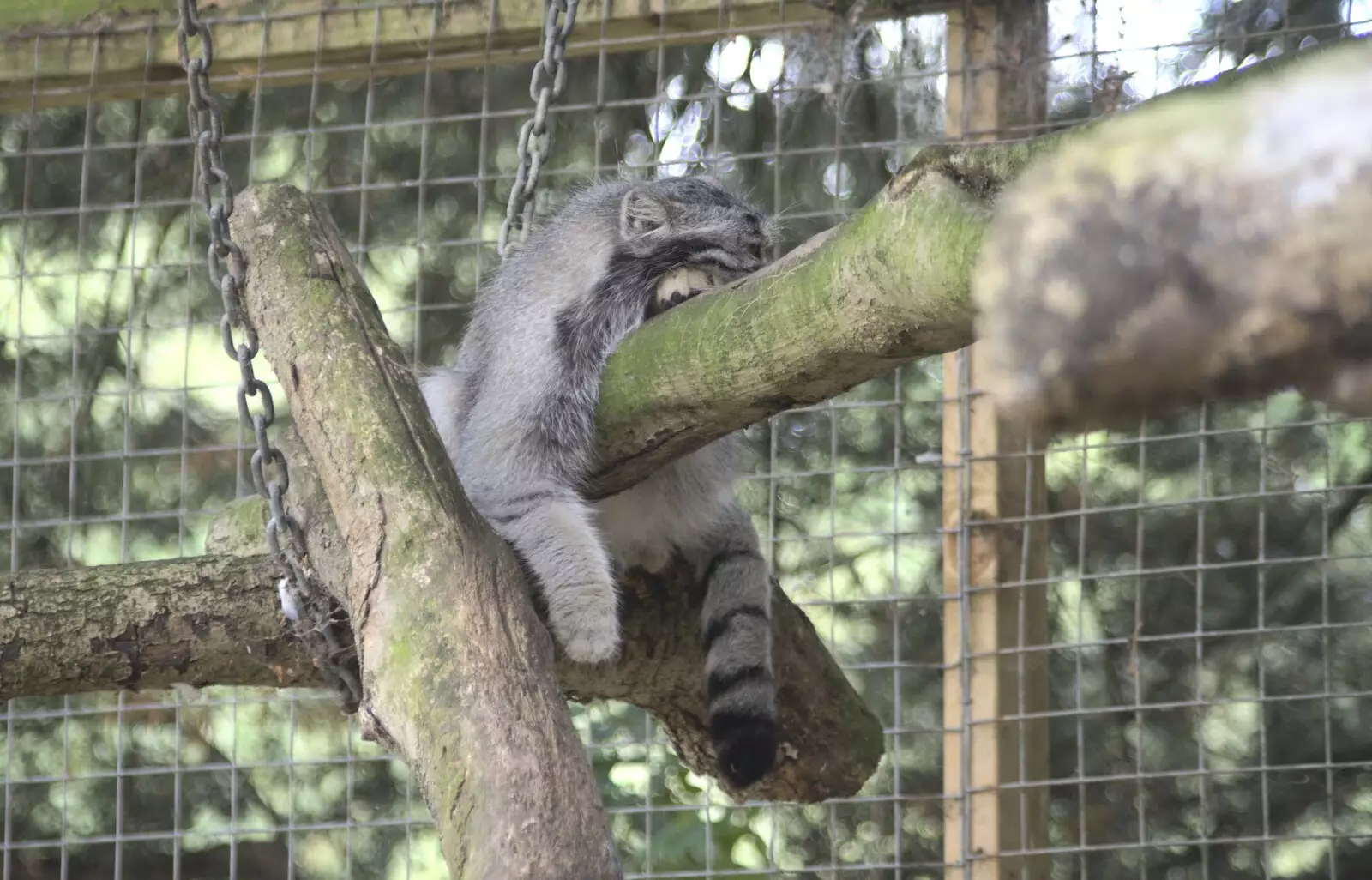 The Floofy Chunk lolls about in its tree, from Banham Zoo and the Howler Monkeys, Banham, Norfolk - 11th August 2023