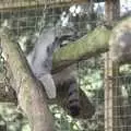 The Floofy Chunk lolls about in its tree, Banham Zoo and the Howler Monkeys, Banham, Norfolk - 11th August 2023