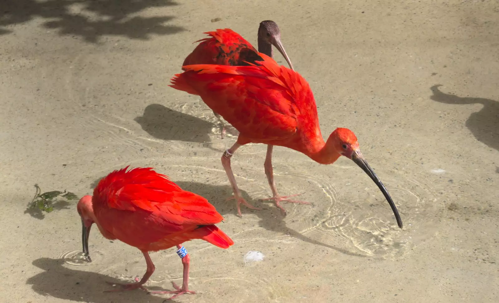 The impossibly-orange Ibis-like birds, from Banham Zoo and the Howler Monkeys, Banham, Norfolk - 11th August 2023