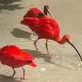 The impossibly-orange Ibis-like birds, Banham Zoo and the Howler Monkeys, Banham, Norfolk - 11th August 2023