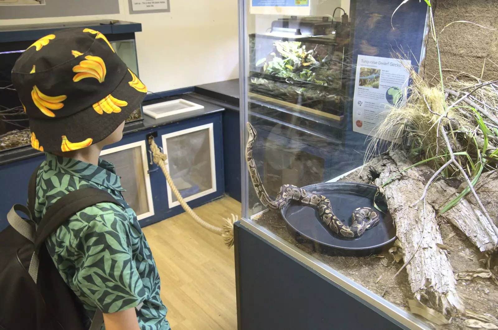 Harry squares up to a small python, from Banham Zoo and the Howler Monkeys, Banham, Norfolk - 11th August 2023