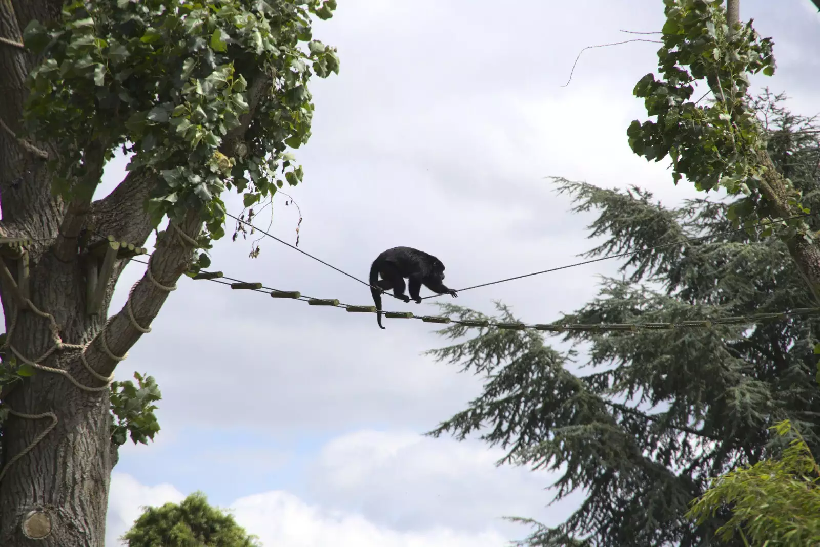 A monkey does Go Ape, sort of, from Banham Zoo and the Howler Monkeys, Banham, Norfolk - 11th August 2023