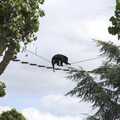 A monkey does Go Ape, sort of, Banham Zoo and the Howler Monkeys, Banham, Norfolk - 11th August 2023