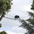 A monkey does Go Ape, sort of, Banham Zoo and the Howler Monkeys, Banham, Norfolk - 11th August 2023