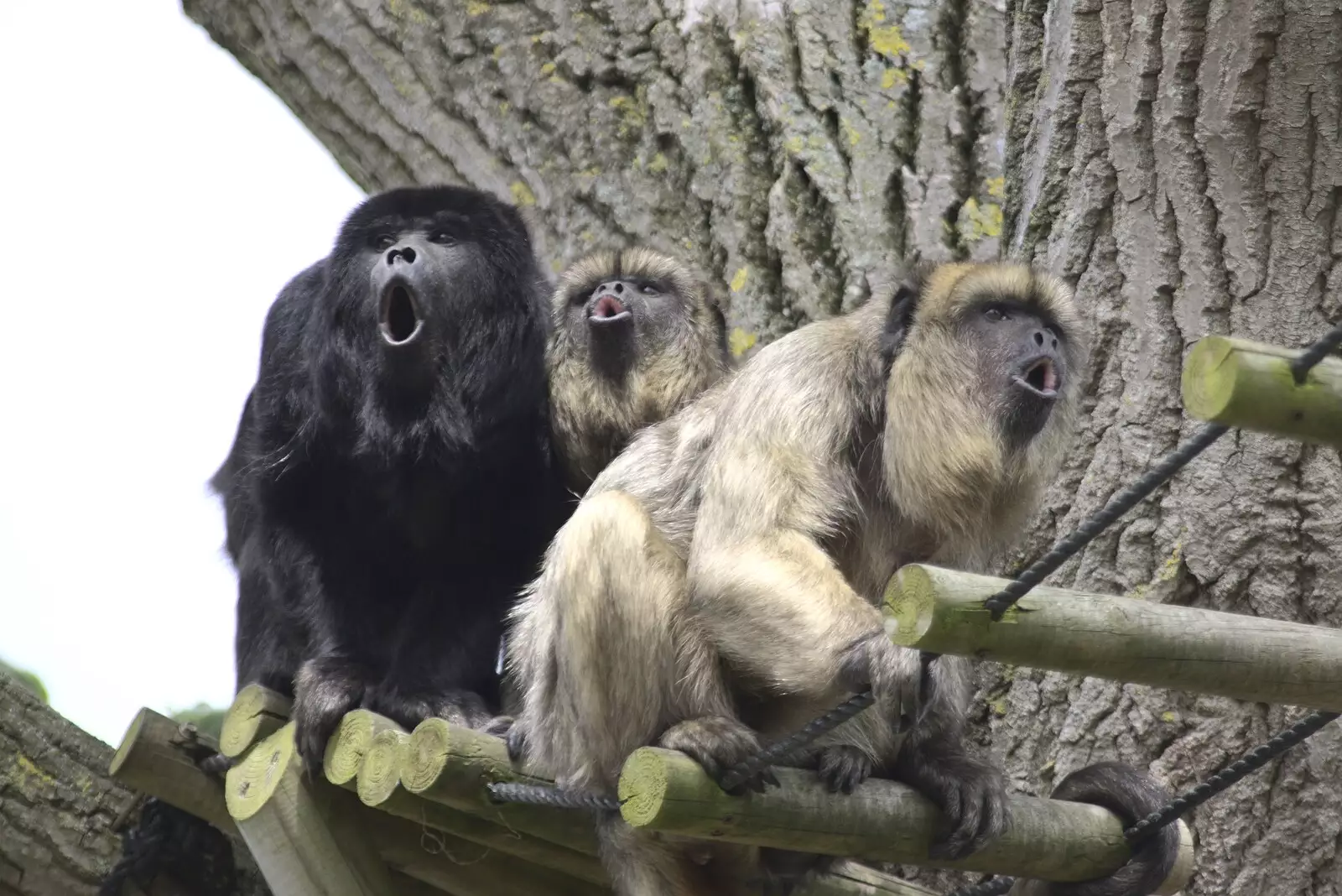 The howler monkeys are really going for it, from Banham Zoo and the Howler Monkeys, Banham, Norfolk - 11th August 2023