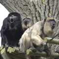 The howler monkeys are really going for it, Banham Zoo and the Howler Monkeys, Banham, Norfolk - 11th August 2023